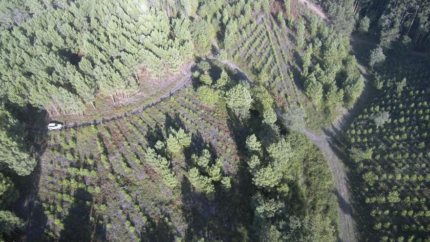 Montes comunales de Pontevedra fotografiados por el dron de Probosque. // Cedida