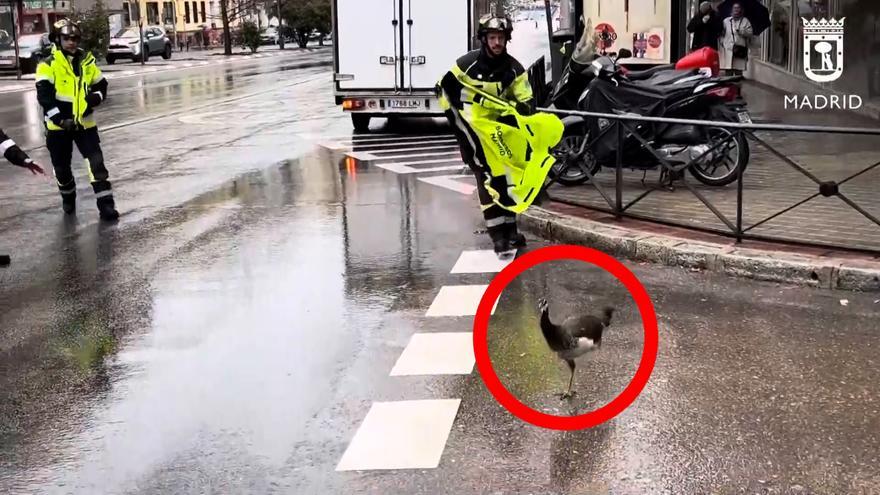 Divertido rescate de un pavo real en pleno centro de Madrid