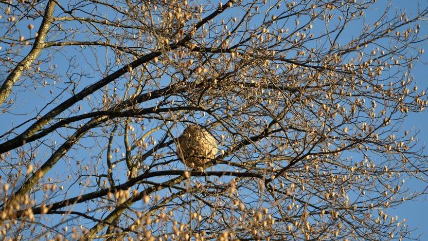 Un nido de avispas velutinas en un árbol