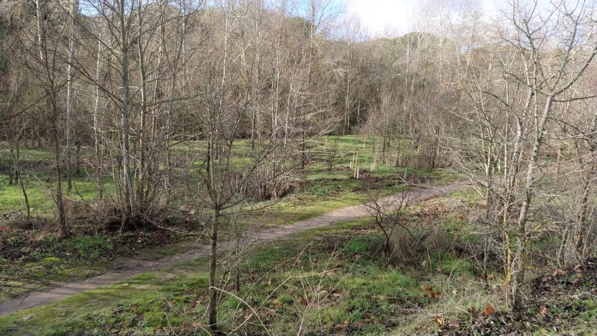 Resultados del plan Renaturaliza en el bosque de Valorio de Zamora: plantación de 4.400 árboles