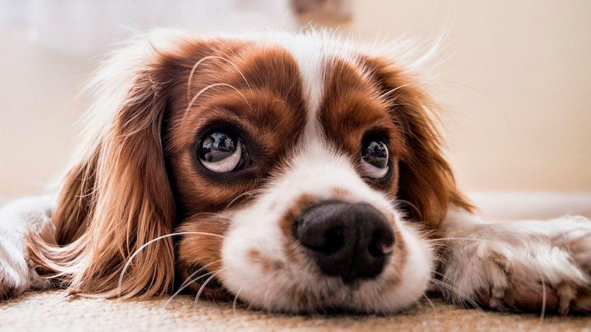 The three noises that bother dogs the most and that you should know ...