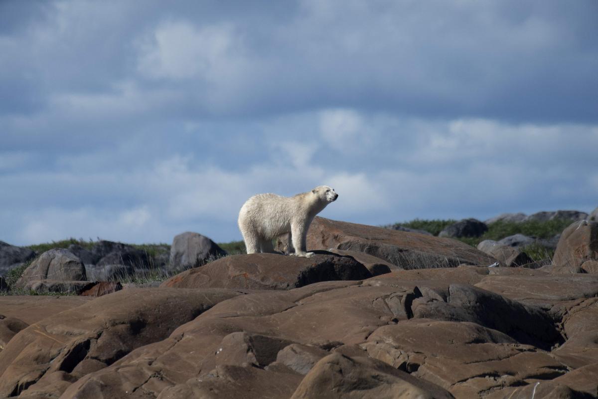 Así viven los osos polares en Hudson Bay, cerca de Churchill (Canadá).