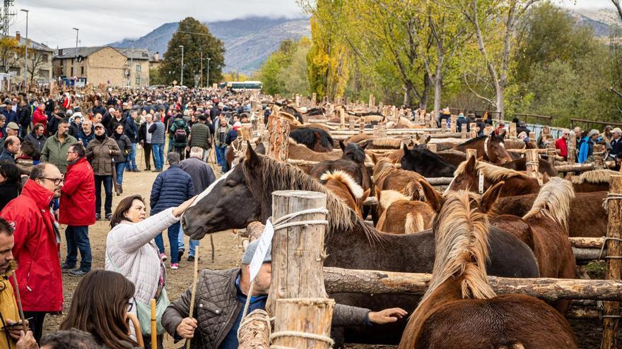 Més de 600 cavalls i bona previsió de vendes a la fira de Puigcerdà