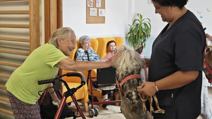 La Llar de Calvià estrena una pionera terapia con caballos para sus residentes