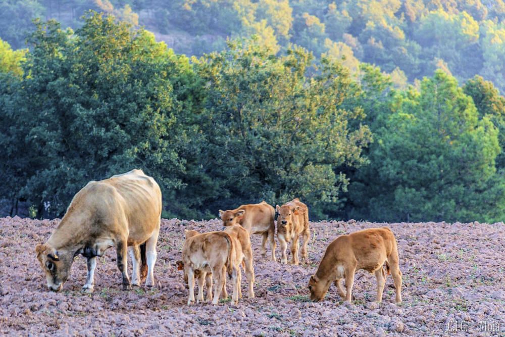 Pasturant. En aquesta fotografia que ens ha fet arribar un dels nostres lectors podem veure, de bon matí, com les vaques ja surten a pasturar pels camps verds de la comarca del Moianès.