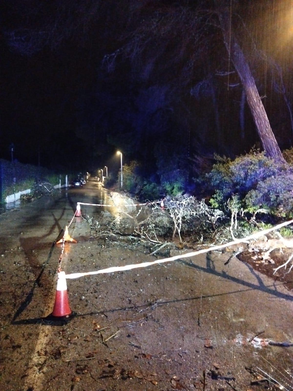 Uno de los árboles caídos por las lluvias