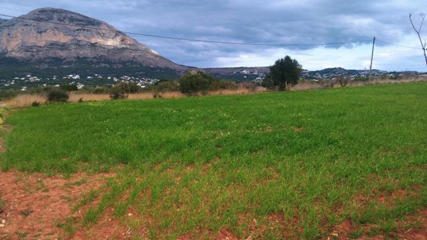 Uno de los bancales de les Valls del Montgó en los que este año se ha sembrado trigo por primera vez. | A. P. F.