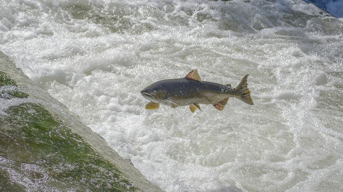 Salmón.
