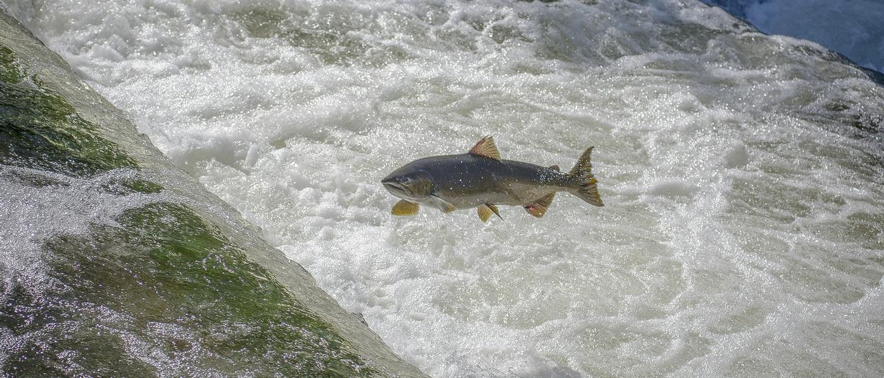 Desafío tobillo descanso Ya se conoce la nueva normativa de pesca del salmón: solo el Nalón-Narcea  tendrá cupo para el río y subcupo para zonas libres y se promueve la pesca  sin muerte - La