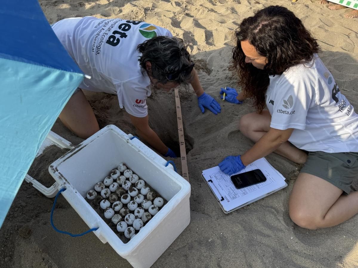 Les imatges de la troballa d'un niu de tortuga marina a la platja de Riells de l'Escala