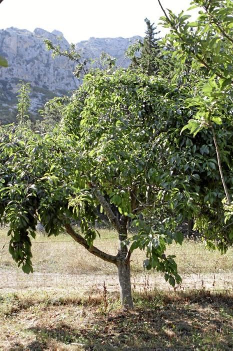 Pflaumenbäume sind Klassiker im mallorquinischen Obstgarten. Auf der Ökofinca Ariant bei Pollença wachsen besonders feine Sorten – jetzt sind die Früchte reif.