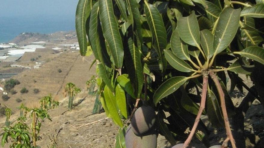 Explotación de mangos.