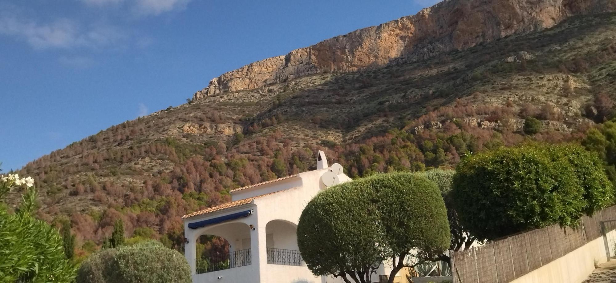 El Montgó, tras las lluvias: contraste entre el verde y el marrón de los pinos muertos