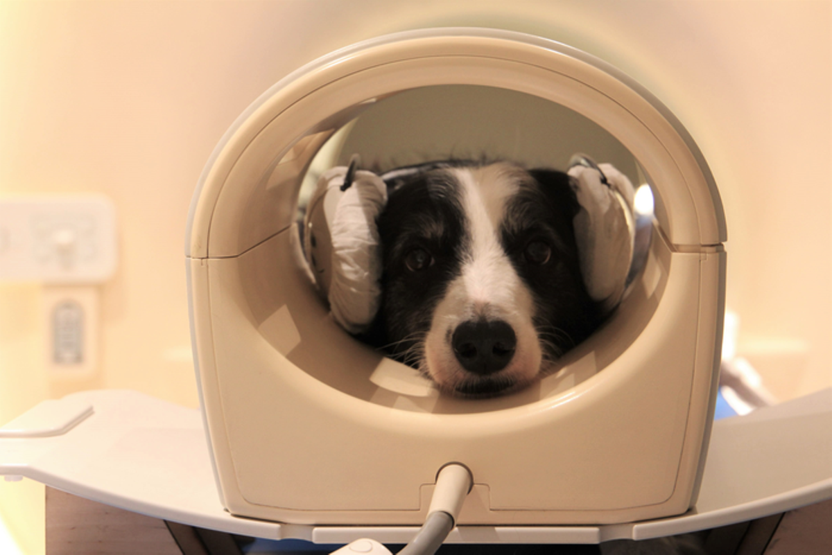 Un perro se somete, pacientemente, a un escáner cerebral como parte de un experimento neurocientífico.