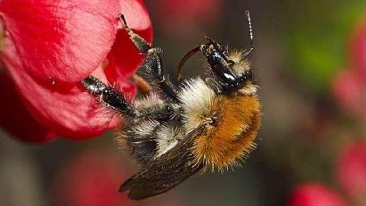 Hallan evidencia de que los abejorros sienten dolor, merecen trato ético