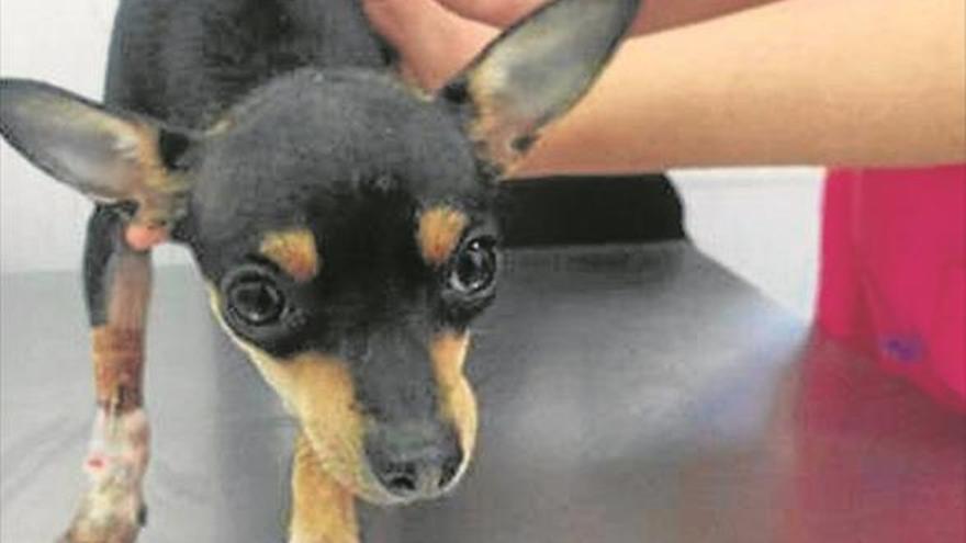 Rescatado en Badajoz un perro de un contenedor con hipotermia