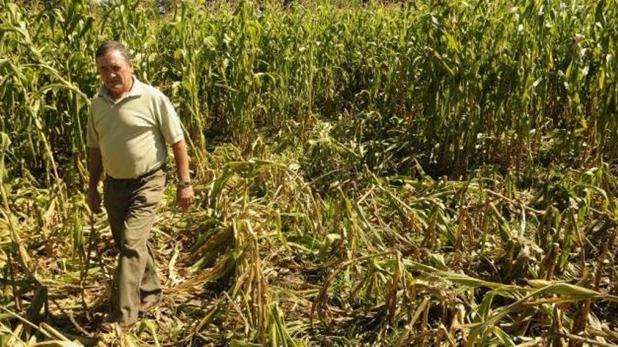 Destrozos del jabalí en una finca de maíz de Parada, en Silleda.  // Bernabé/Javier Lalín