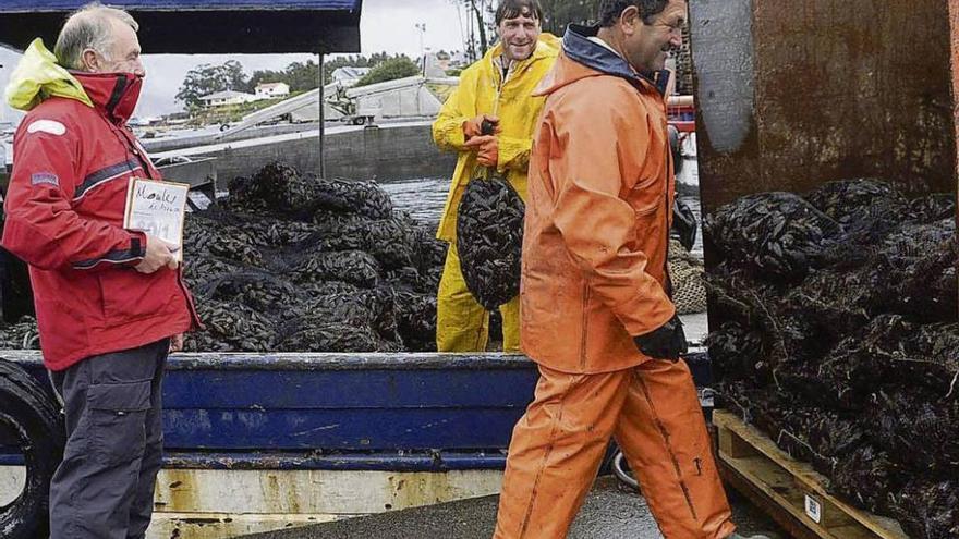 Una descarga de mejillón en el puerto de A Illa de Arousa.