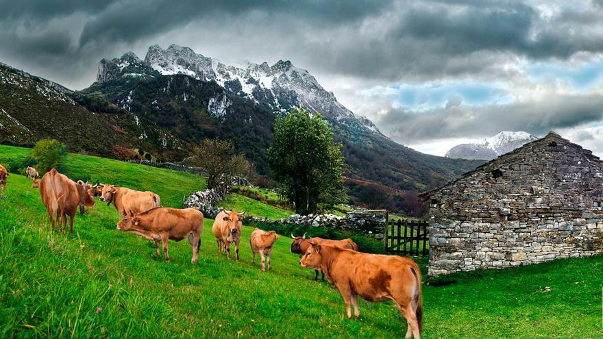 La guerra de la carne en Asturias: las fechas clave que explican lo ocurrido en uno de los principales negocios agroalimentarios de Asturias