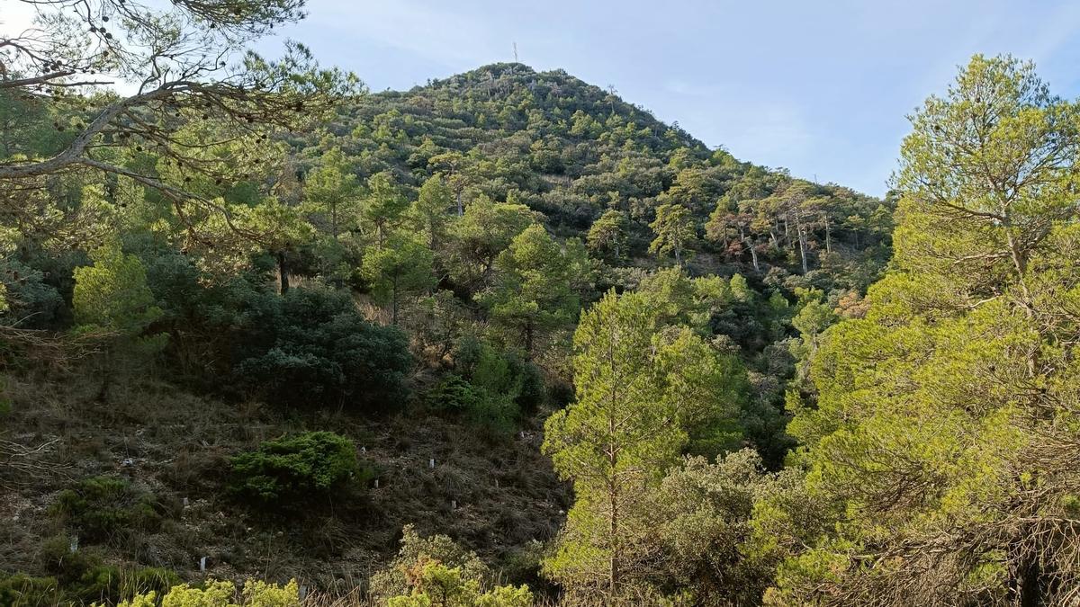 Pinos laricio en la Sierra de El Carche