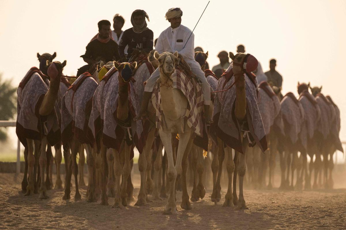 Carrera de camellos con jinetes-robot en Al Sheehaniya (Doha).