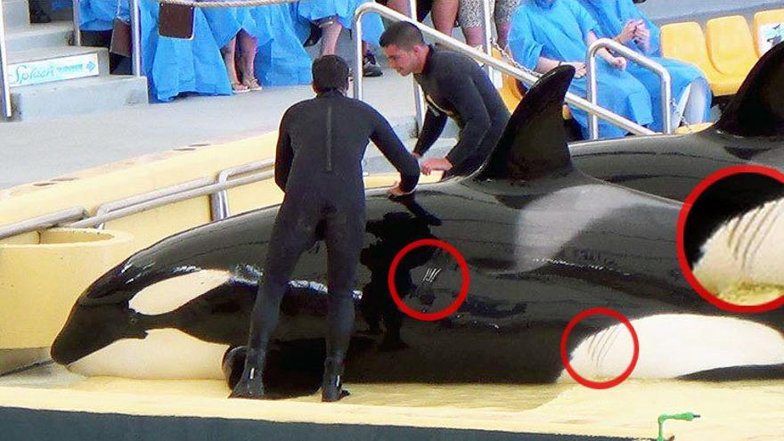 Una orca con heridas en su cuerpo