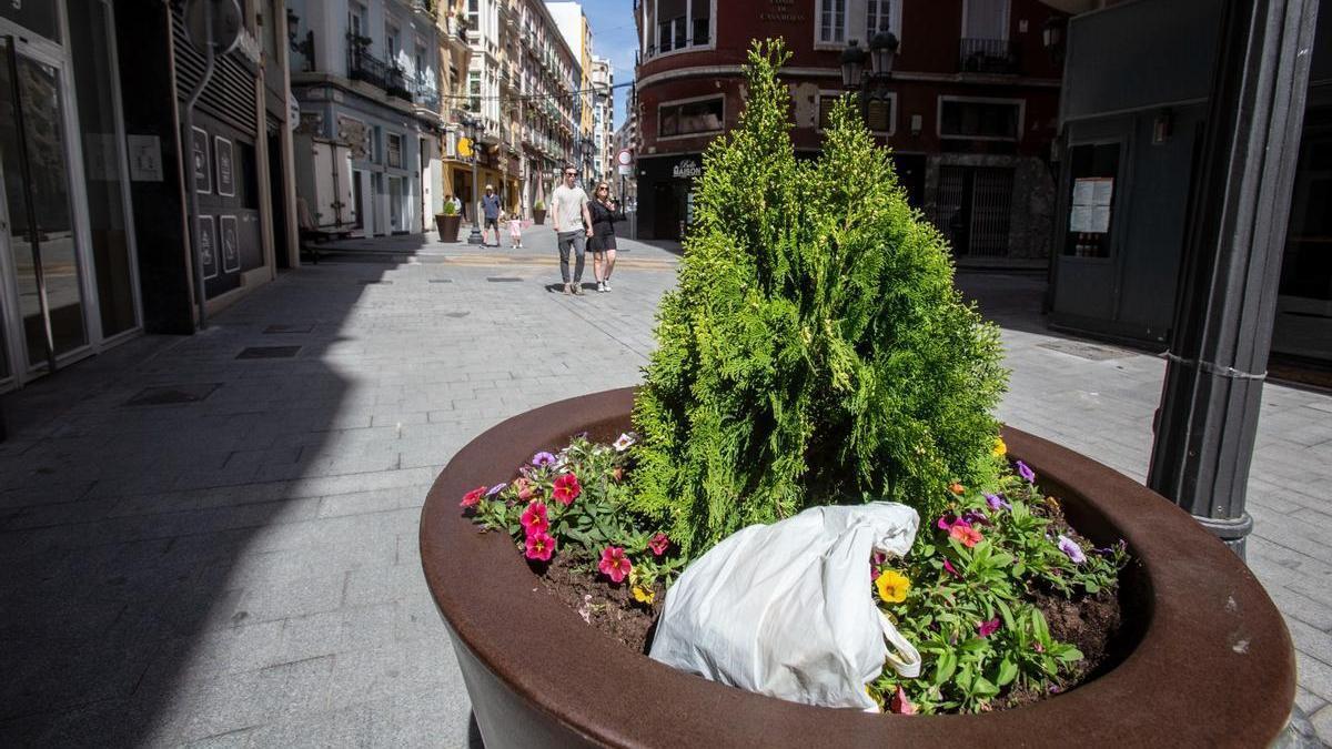 Basura en uno de los maceteros del eje Constitución-Bailén, sin papeleras.