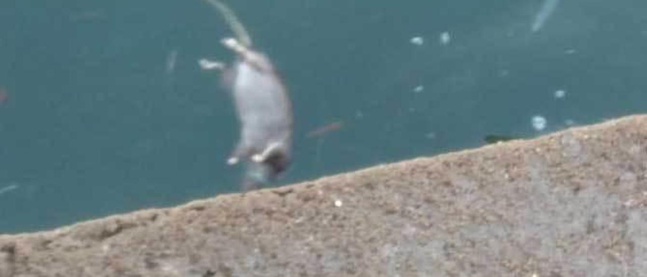 Una rata flotando en el agua en las inmediaciones del Club de Regatas.