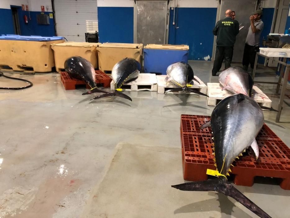 Cierre precautorio de la zafra del atún