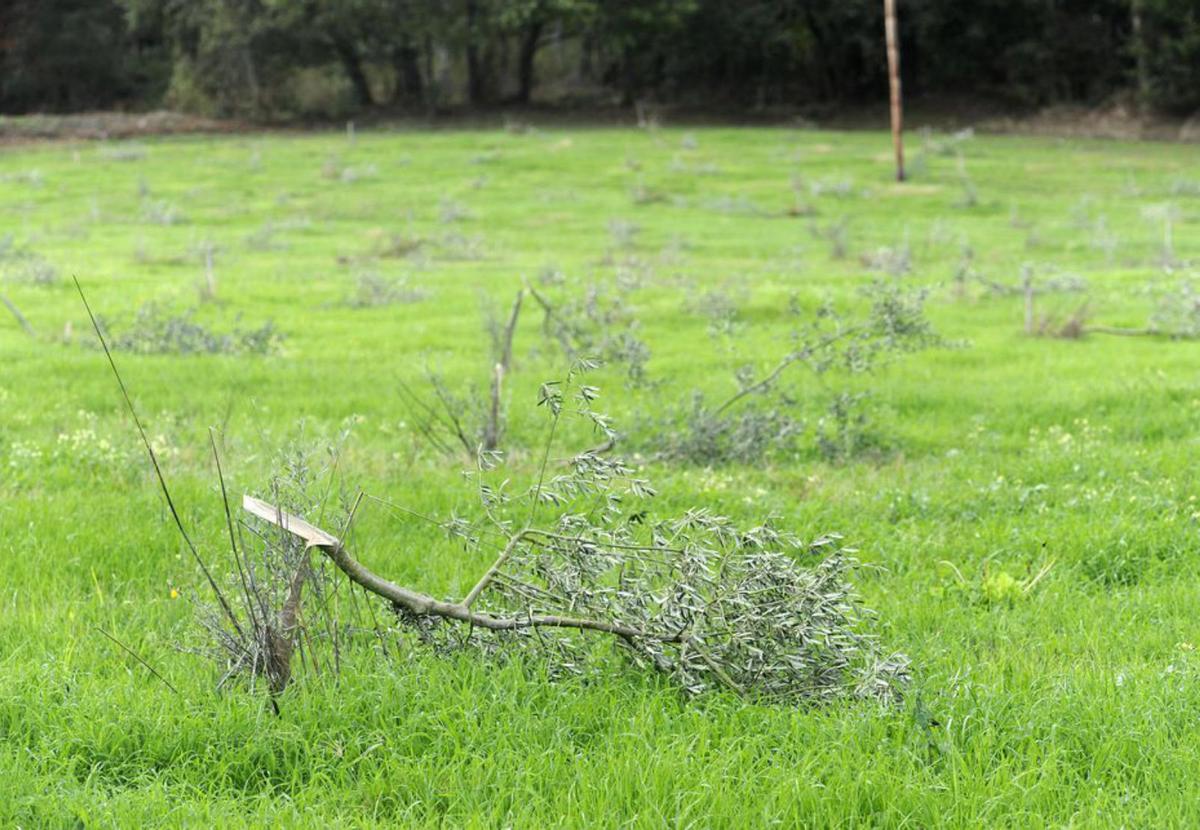 Cortan 600 olivos plantados hace cinco años en dos fincas del Pazo de Cascaxide