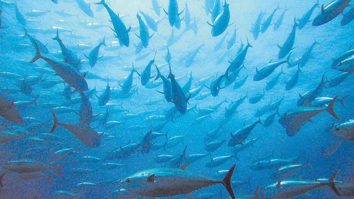 El atún rojo es característico del Mediterráneo.