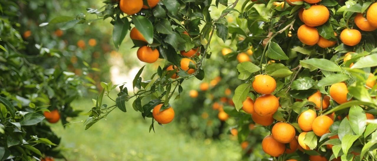 Naranjas da la variedad orri, en un campo valenciano