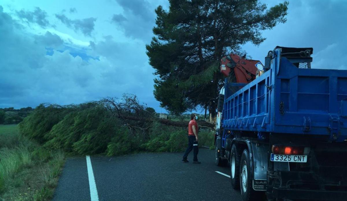 Un árbol caído en la carretera de Manacor a Sant Llorenç.