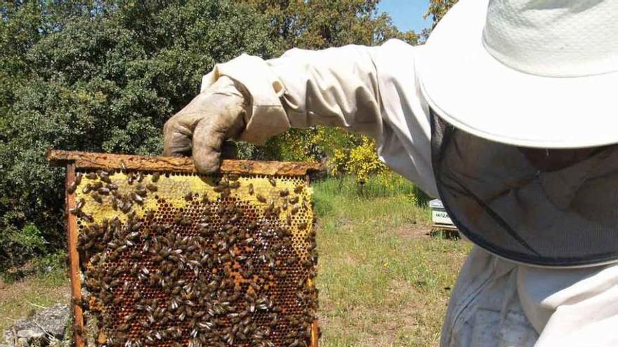 Un apicultor zamorano muestra algunas de sus abejas.