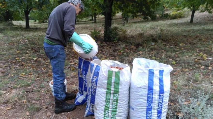 Recogida de castañas en la comarca de Aliste.