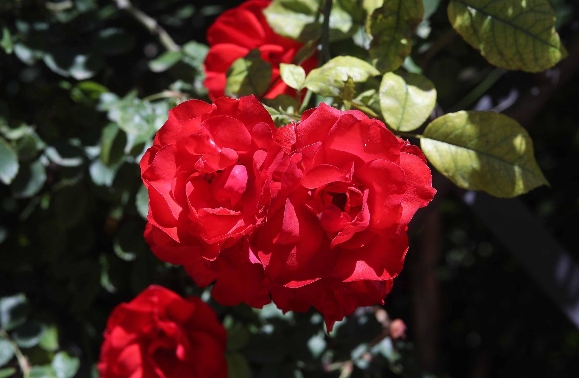 Las flores del Jardín Botánico en primavera