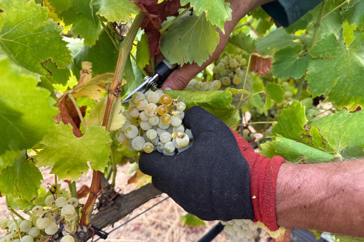 Un treballador de la verema recollint en un celler de Sant Climent Sescebes