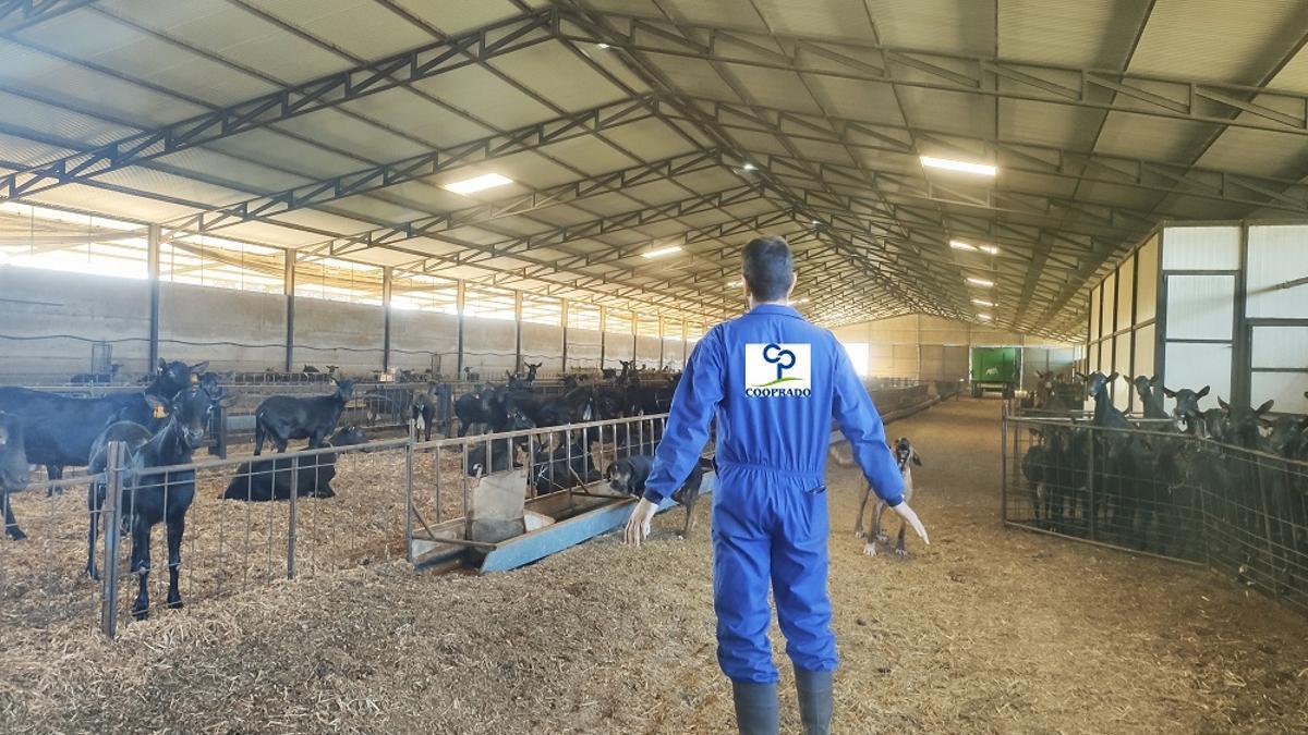 Un técnico de Cooprado en una explotación de caprino.