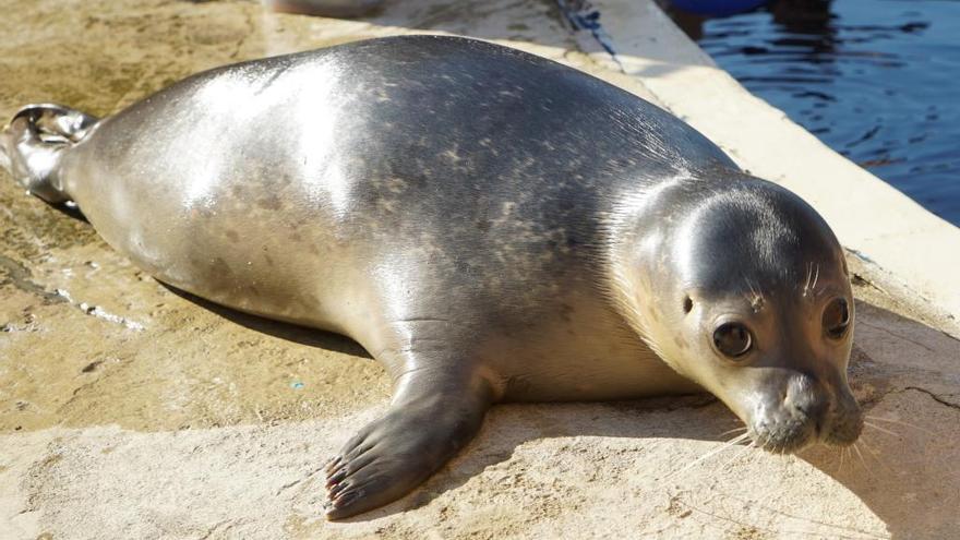 La foca Henning moments abans de saltar a l&#039;aigua per primera vegada.