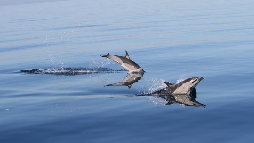 Vídeo: Un grupo de delfines navega junto al velero de Agustín Sola