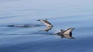Las aguas de Castellón, un paraíso para los cetáceos