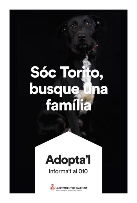 València pone cara y nombre a los perros de Benimàmet que buscan familia de adopción