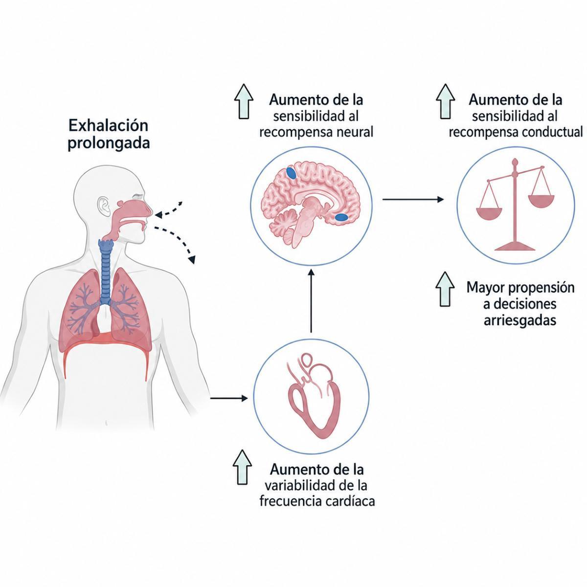 Una simple modificación del patrón respiratorio puede influir en la actividad cardíaca, la sensibilidad cerebral a la recompensa y la toma de decisiones. La respiración no solo regula el oxígeno: también modula cómo percibimos riesgos y oportunidades.