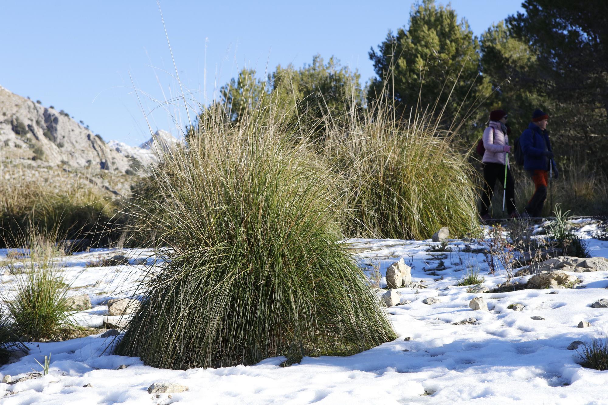 Schnee in der Tramuntana - Wanderung am Stausee Cúber auf Mallorca