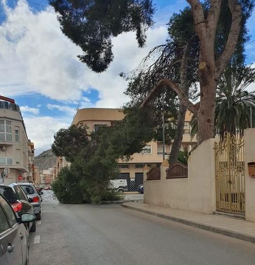 Rama de pino caída a la calle en El Alminar de Elda.