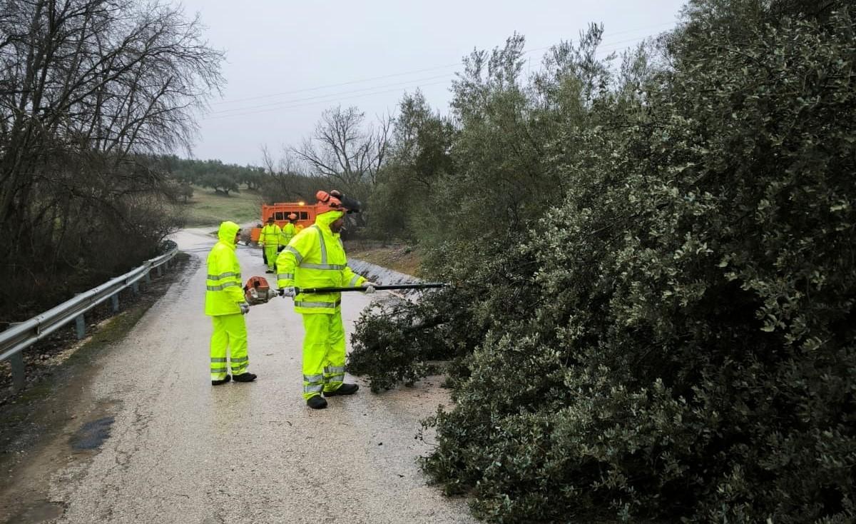 Los servicios de Carreteras trabajan en la retirada de un árbol caído en una carretera provincial de Córdoba.