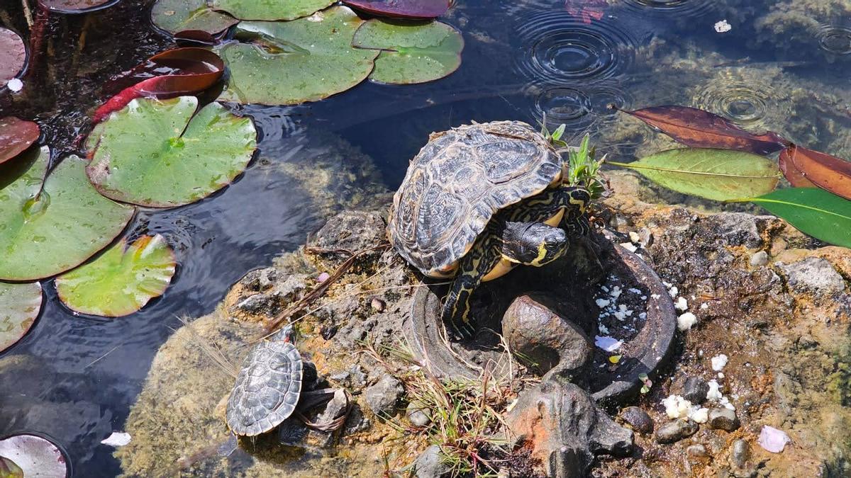 Una de las tortugas