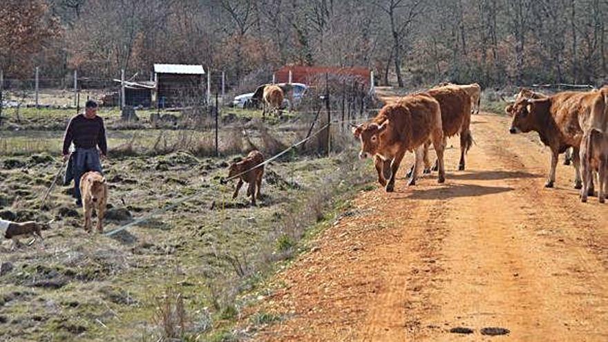 Un ganadero conduce su ganado por los ámbitos de la Sierra de La Culebra. S.