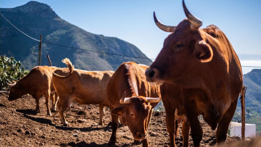 Doce razas canarias al borde de la extinción