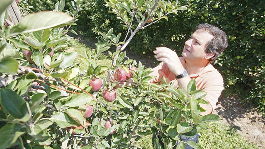 L&#039;alcalde de Barcelona, Jordi Hereu, comprovant la collita de pomes a la seva casa de l&#039;Armentera.